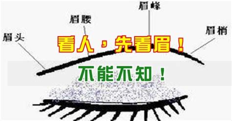 眉頭散|從眉毛看一個人的健康、財運、個性、愛情…太準了！。